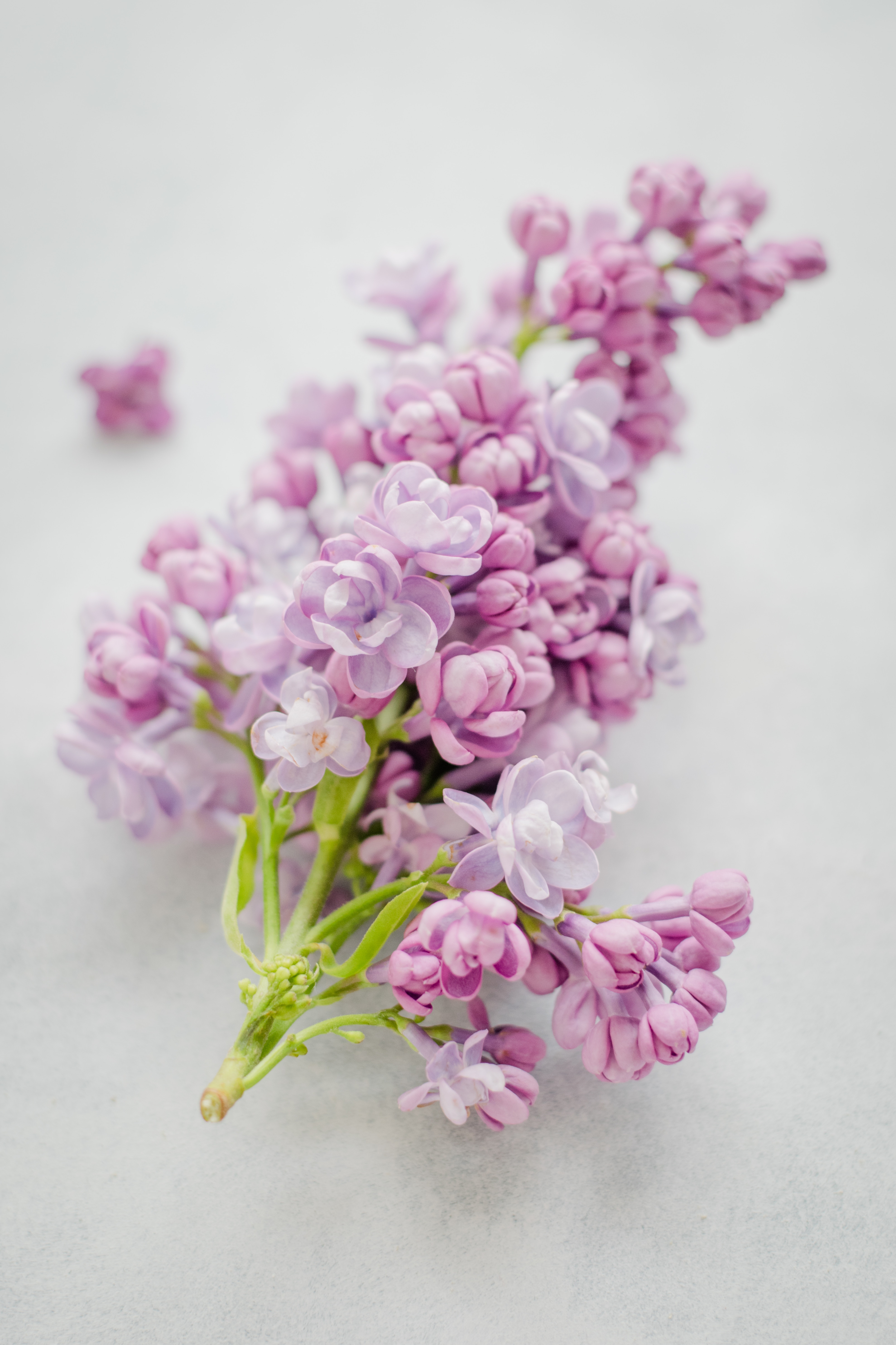 lilac flower light purple