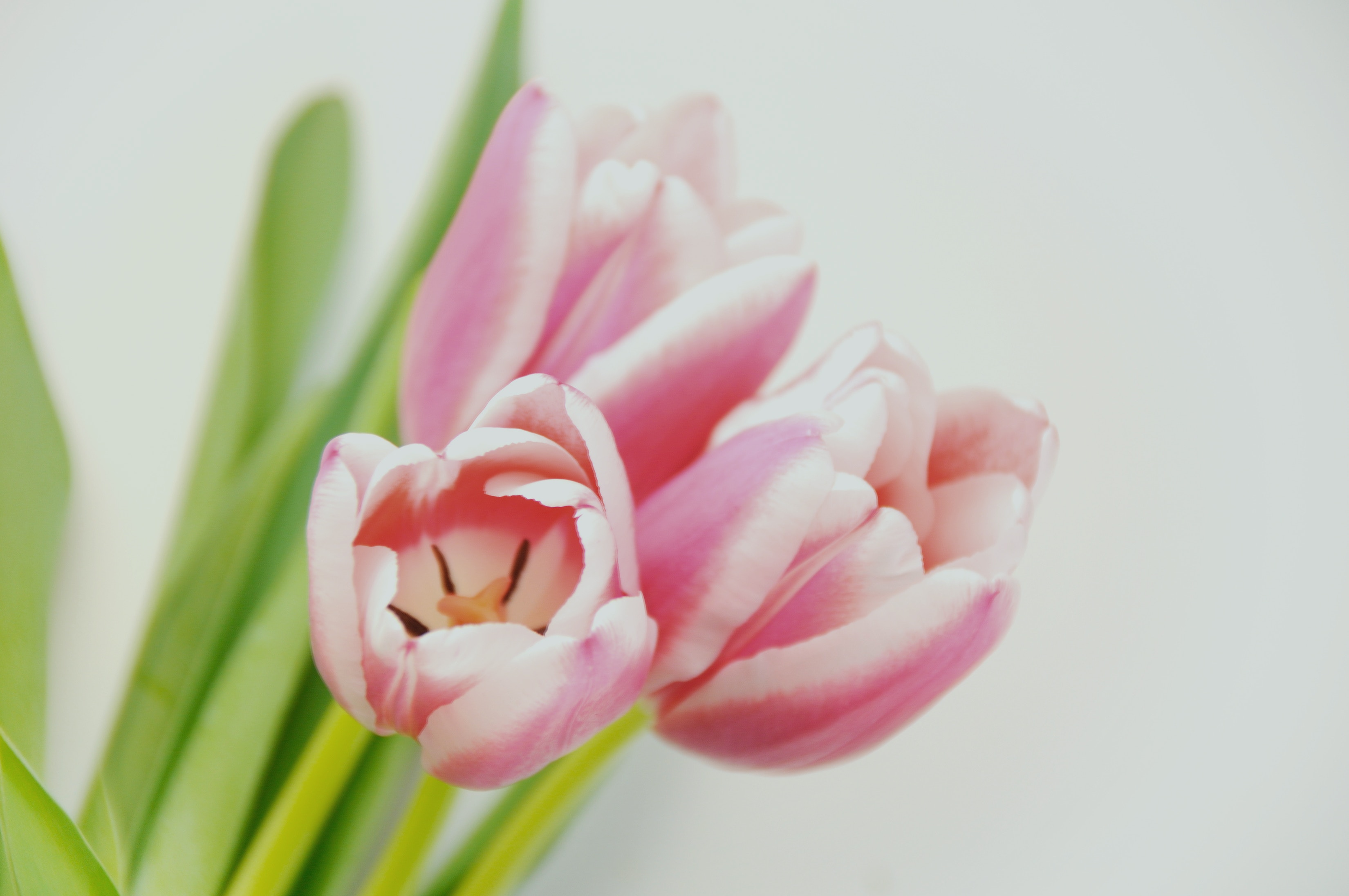 light pink tulips bouquet