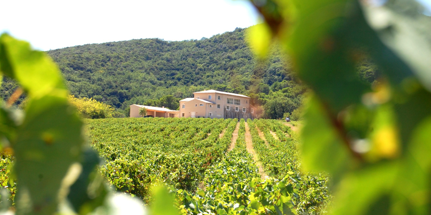 Photo 1 - Mas provençal entre vignes et bois - Le Mas de Toulair niché entre vignes et bois en Provence Occitane