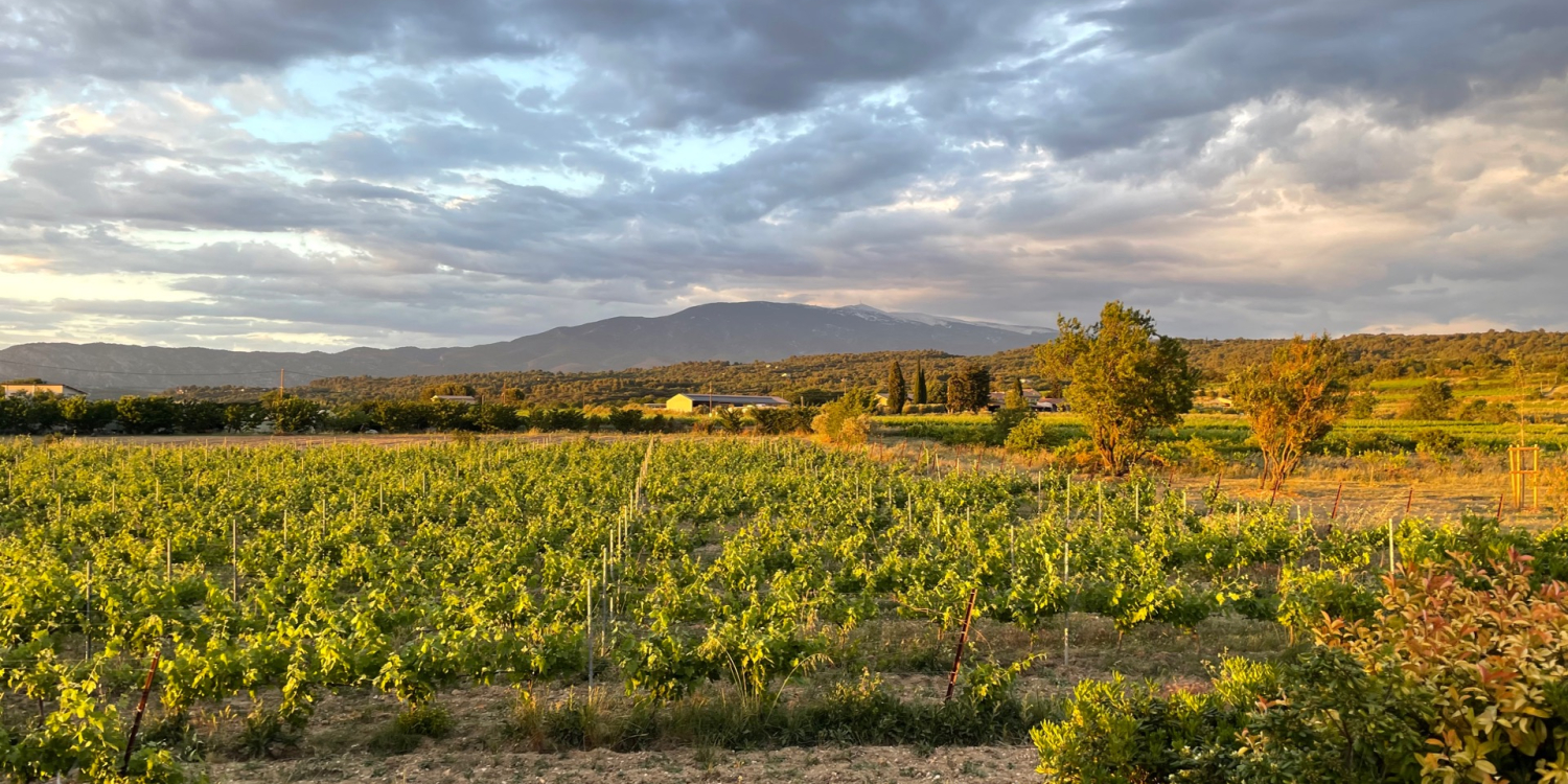 Photo 1 - Bastide in the middle of the vineyards - Les vignes