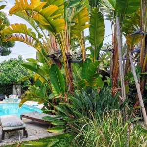 Photo 6 - Jardin et piscine dans maison d'hôtes à 12 minutes à pied du Palais des festivals - jardin paysage tropical