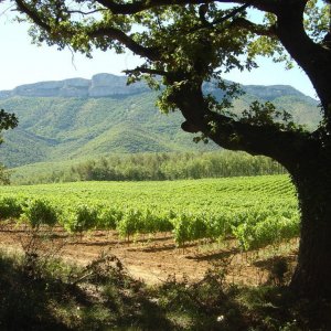 Photo 10 - Terrasses d'exception au cœur d'un domaine viticole  - 