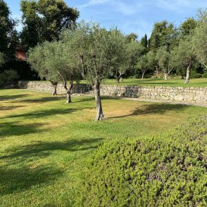 Photo 6 - Magnifique Villa avec piscine à Mougins - Parc arboré 1,5 hectares avec oliviers