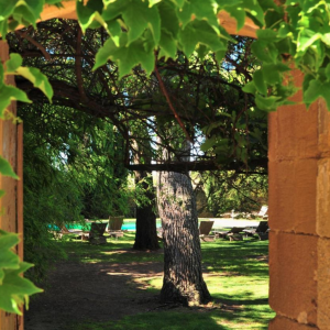 Photo 27 - Domaine provençal, grand jardin, vignes, oliviers - 