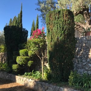 Photo 4 - Elegant Villa in Pays de Fayence - Topiaires dans le jardin