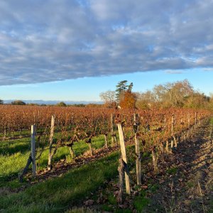 Photo 4 - Maison & Château dans les vignes - Vineyard