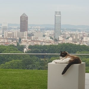 Photo 2 - Villa 230 m2 belle vue sur Lyon - Notre chat apprécie 