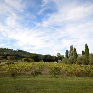 Photo 9 - Bastide du XIXè avec terrasse de 200m2, bassin aixois, cyprès de Toscane centenaires et vignoble  - Parc