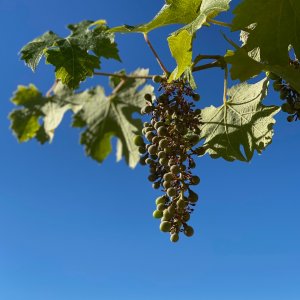 Photo 43 - Maison Familiale Provençale - Grande Piscine - Vue Mer - Raisins sur la vigne