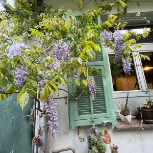 Photo 4 - Rez-de-chaussée d’une maison niçoise avec jardin  - fenêtre 