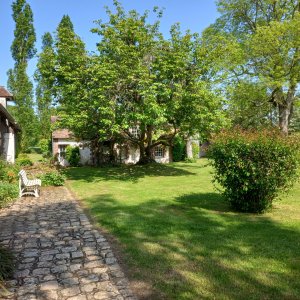 Photo 12 - Longère with 10,000 m² of field and orchard - Cour pelouse avec arbustes