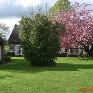 Photo 2 - Longère avec 10 000 m² de champ et verger  - Cour pelouse devant la maison avec les cerisier en fleur