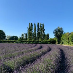 Photo 1 - Bastide with swimming pool in lavender - Les lavandes