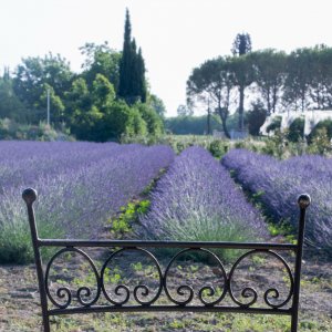 Photo 17 - Bastide with swimming pool in lavender - Les lavandes