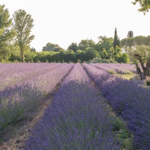Photo 3 - Bastide with swimming pool in lavender - Les lavandes