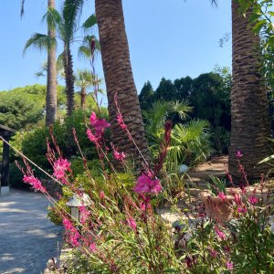 Photo 9 - Exquisite Cannes Villa Nestled in Private Park Short Walk from La Croisette - L'entrée de l'allée