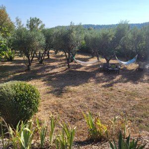 Photo 7 - Propriété en plein air avec maisonnette  - Le champs d'oliviers 