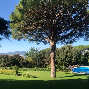 Photo 9 - Château avec vue magnifique, à 10 minutes de Cannes - Magnifique pin planté par la reine Victoria