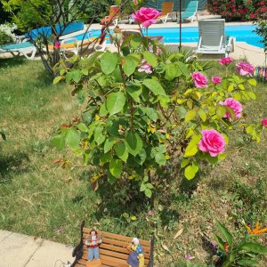 Photo 5 - Exceptional villa with swimming pool - Les roses dans leur splandeures