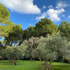 Photo 5 - Bastide en Provence de 800 m² - Le parc