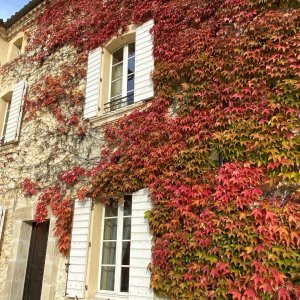 Photo 13 - Bastide en Provence de 800 m² - La végétation