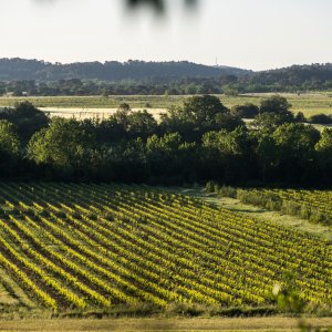 Photo 2 - Domaine viticole dans la garrigue  - Vignobles du domaine 