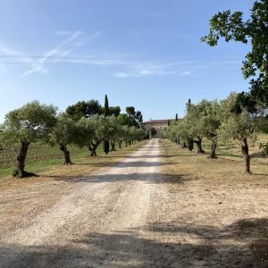Photo 23 - Bastide au milieu des vignes - Le chemin ( oliviers et cyprès) qui mène à la Bastide