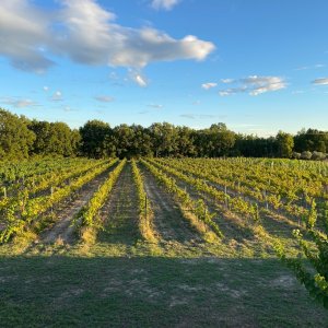 Photo 22 - Bastide in the middle of the vineyards - Les vignes