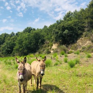 Photo 14 - Domaine dans le Luberon - Nos ânes de Provence 