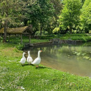 Photo 3 - Parc paradisiaque et domaine de conte de fée - Des oies blanches de Touraine et la maison de la barque