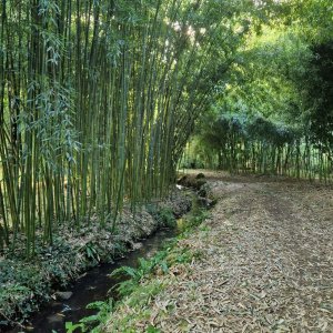 Photo 10 - Parc paradisiaque et domaine de conte de fée - Le ruisseau de la bambouseraie 