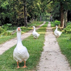 Photo 4 - Parc paradisiaque et domaine de conte de fée - Les oies blanches - gardiennes des lieux 