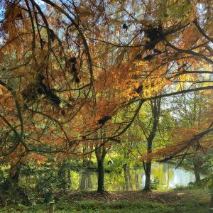 Photo 21 - Parc paradisiaque et domaine de conte de fée - La forêt des ombres en automne 