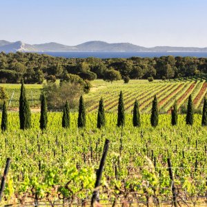 Photo 6 - Prestigious estate in the heart of Provence - Vignes