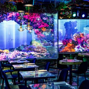 Photo 1 - Plongée sous marine dans un restaurant immersif parisien - 