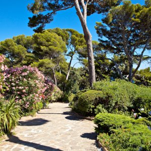 Photo 1 - Sublime Provencal Park in the heart of a pine forest with sea view with catering and accommodation - Le parc