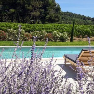 Photo 10 - Jardin méditerranéen d'un Domaine viticole en Provence avec piscine - Piscine, vue vignes du Domaine et bois de pins