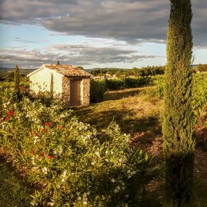 Photo 17 - Jardin méditerranéen d'un Domaine viticole en Provence avec piscine - Chemin d'accès au jardin