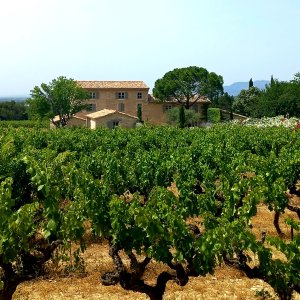 Photo 4 - Jardin méditerranéen d'un Domaine viticole en Provence avec piscine - Vue vignes et mas du Domaine