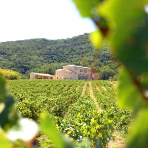 Photo 1 - Pool house between vineyards and woods - Le Mas de Toulair niché entre vignes et bois