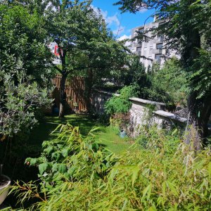 Photo 7 - Maison de plain pied avec jardin au centre de Montreuil  - Jardin et mur à pêches 