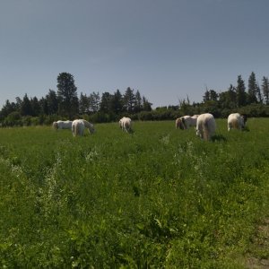 Photo 3 - Ecurie près d'Avignon - les prairies et les juments de l'élevage