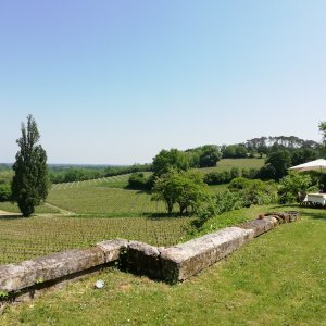 Photo 7 - Maison en pierre girondine au cœur d'un vignoble vallonné - Parc