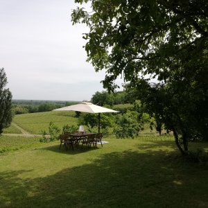 Photo 8 - Maison en pierre girondine au cœur d'un vignoble vallonné - Parc