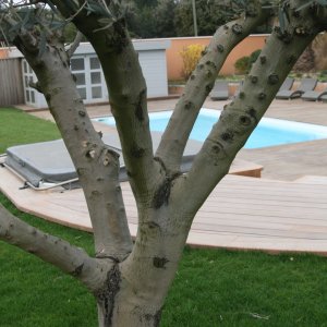 Photo 10 - 400 m² de terrasse autour d'une piscine dans un jardin de 4000 m²  - 