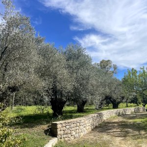 Photo 3 - Parc privé de 2 hectares  - nombreux oliviers