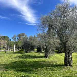 Photo 2 - Parc privé de 2 hectares  - allee d'oliviers à l'entrée 