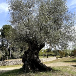 Photo 19 - Parc privé de 2 hectares  - olivier centenaire