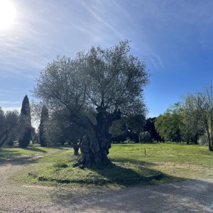 Photo 0 - Parc privé de 2 hectares  - olivier centenaire vous accueille dés l entrée