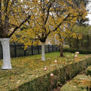 Photo 6 - Jardin classé d'exception de 10 000 m² à 20 min de Paris  - jardin à la française et roseraie